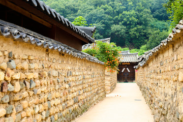 Fototapeta premium Chinese trumpet creeper is a classic beauty