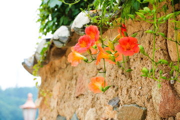 Chinese trumpet creeper is a classic beauty