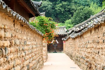 Chinese trumpet creeper is a classic beauty