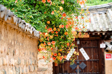 Chinese trumpet creeper is a classic beauty