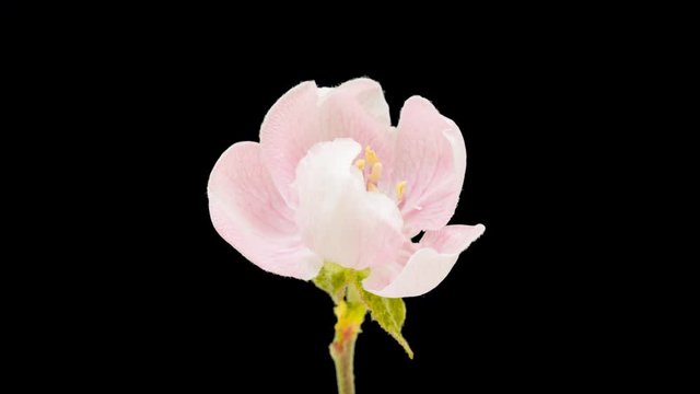 Quince flower timelapse cut out, encoded with photo png, transparent background