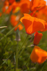 California poppies in field