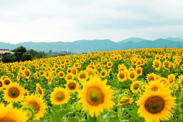 Sunflower looking at the bright sun