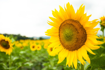 Sunflower looking at the bright sun