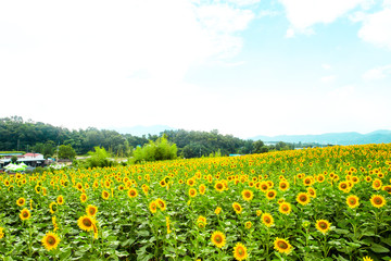 Sunflower looking at the bright sun