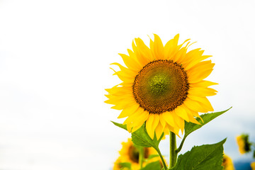Fototapeta premium Sunflower looking at the bright sun