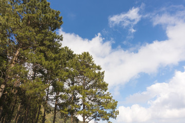Pines tree against the blue sky