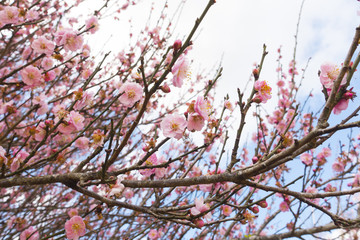 Beautiful Cherry Blossom or Sakura flower