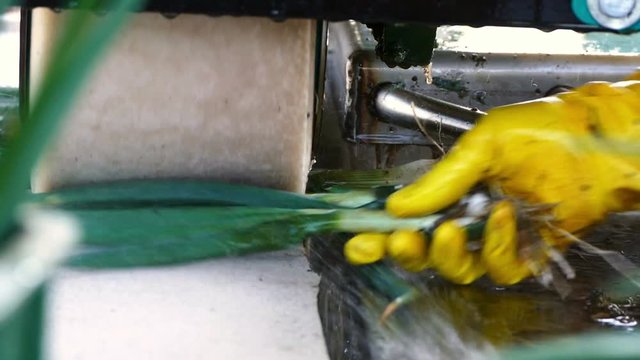 Machine wash spring onions for sale.