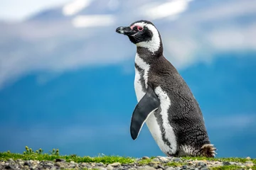 Foto op Canvas The Magellanic Penguin © jasonyu