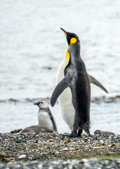 Naklejka premium the male Upland goose