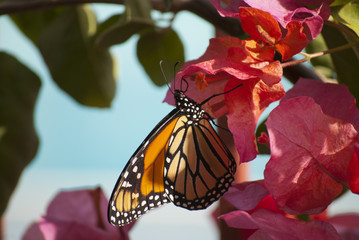 Monarch on Flowers