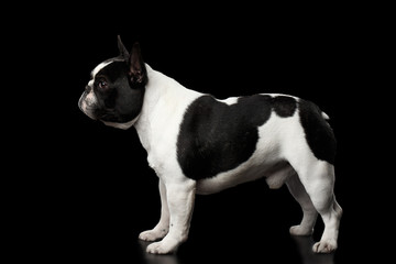 White French Bulldog Dog bellied Standing isolated on black background, side view