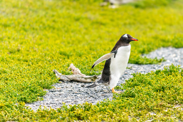 the pygoscelis papua