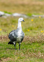 the male Upland goose
