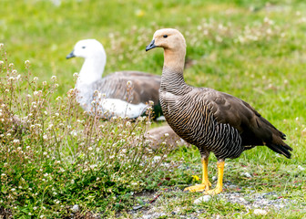 the Upland goose