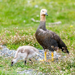 the Upland goose