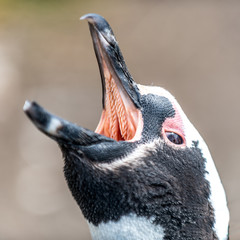 The Magellanic Penguin