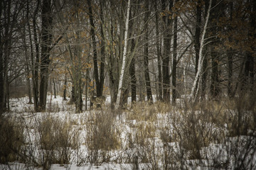 Deer feeding in the woods, in winter In Northern Minnesota