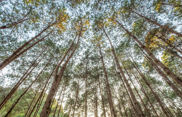Look up pine forest shady
