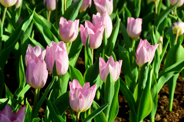 PinkTulip