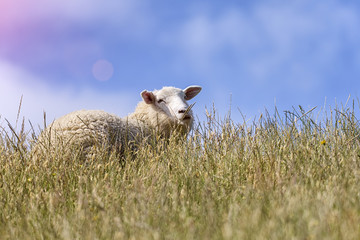 happy sheep on a hillside in New Zealand