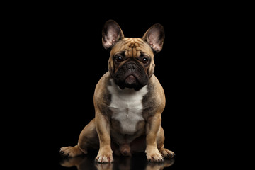 Fawn French Bulldog Dog Sitting and staring in camera on isolated black background, front view