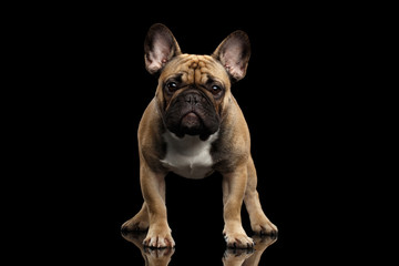 Fawn French Bulldog Dog Standing and staring in camera on isolated black background, front view