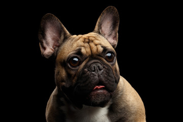 Close-up headshot of Fawn French Bulldog Dog Amazement Staring, Surprised opened mouth with Big round eyes on isolated black background, front view