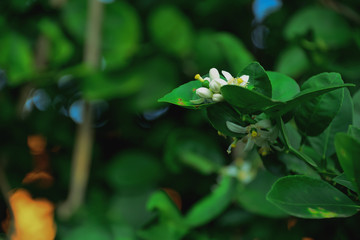 Obraz na płótnie Canvas Kaffir lime flower