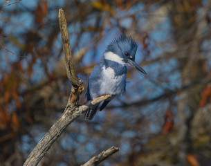 Belted female kingfisher  lurking in bush