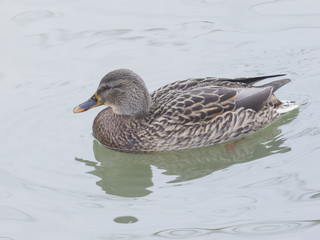 Mallard female duck swimming in water closeup portrait with reflection, selective focus, shallow DOF