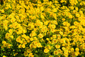 Chrysanthemum indicum Linn flowers.