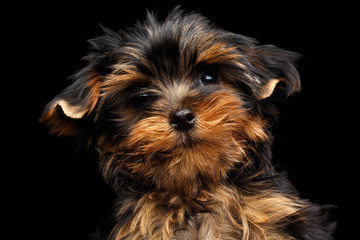 Close-up Portrait of small Miniature Yorkshire Terrier Puppy on Isolated Black background, front...