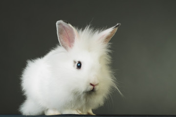 side view of a small white rabbit standing