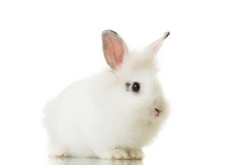 side view of a small rabbit isolated on white background