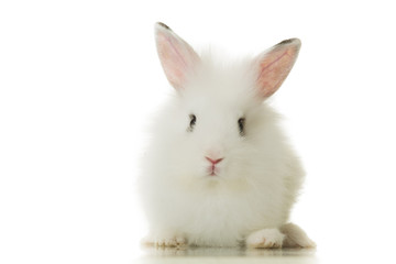 adorable white bunny rabbit