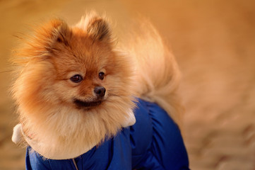 The mysterious,elegant,Fluffy pomerian spitz,dog,puppy in the blue dress,pullover,sweater is staying on sidewalk in warm colours