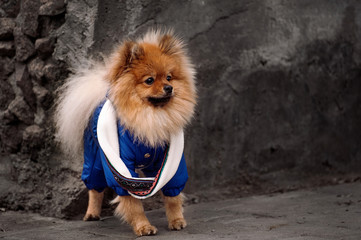 The Pensive,Fluffy pomerian spitz,dog,puppy in the blue dress,pullover,sweater with white scarf is staying on the sidewalk