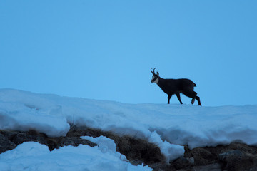 Naklejka premium Camoscio