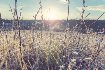Obraz premium Frozen grass