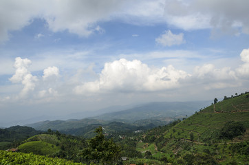 Fototapeta na wymiar Tea plantation and blue sky