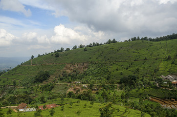 tea plantation in between houses