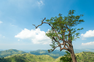 The tree on hill and blue sky in nature