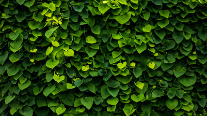 green wall, plants background - 134429417