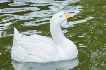 Closeup White duck swimming in the lake