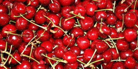 Berries ripe, red cherries.