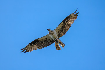 Osprey with large trout in talons flying over