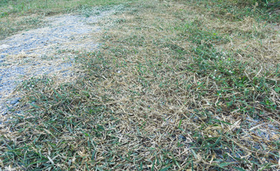 Fototapeta na wymiar lawn in bad condition and need maintaining