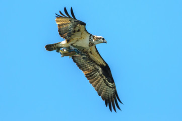 Osprey with large trout in talons flying over